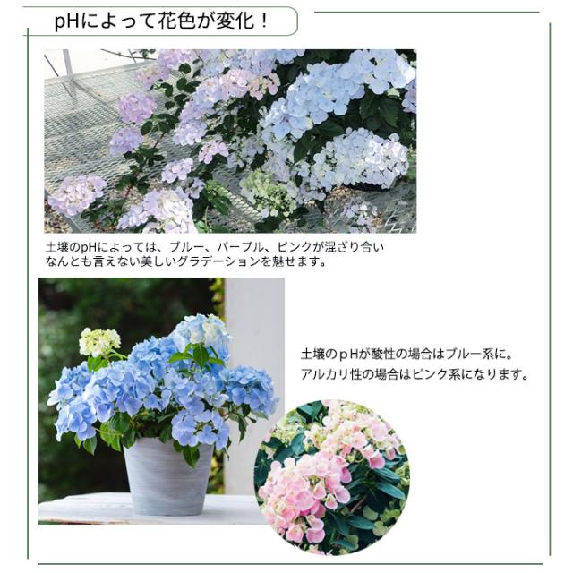 きらり 輸入アジサイ 苗 5種セット！② ⑤ きらり様専用 輸入アジサイ 苗 5種セット！② ⑤（アリス