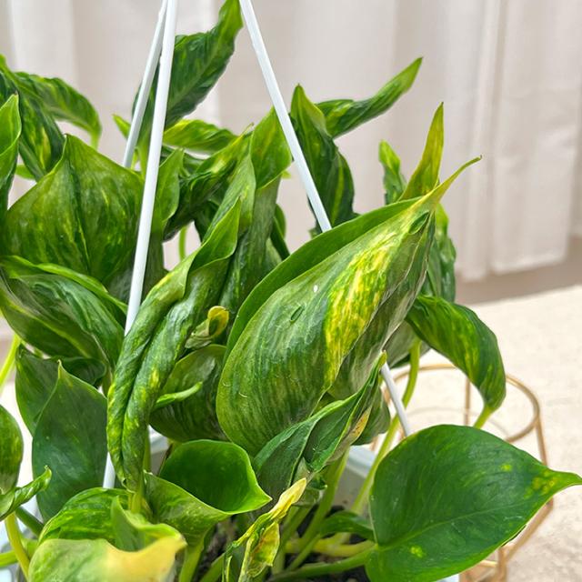 テルノキャスト　ポトス　5号　観葉植物　ハンギング　１鉢そのまま 観葉植物 ポトス テルノ No.011 サンシャイン 5号鉢 吊り鉢 吊り下げ