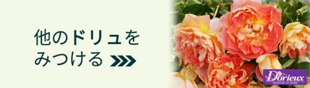 他のドリュはこちら