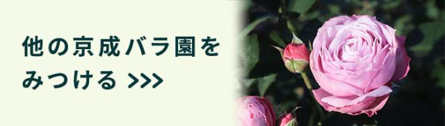 他の京成バラ園はこちら