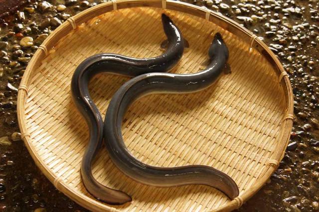 四万十味紀行 高知 「四万十味紀行」 高知県産うなぎ蒲焼カット 632-3 1セット：蒲焼カット70g×3、たれ15ml×3