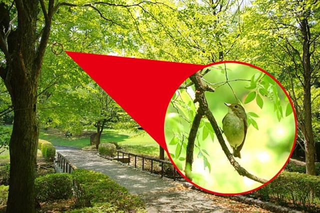 デジタルランド 録画機能搭載 デジタル双眼鏡 