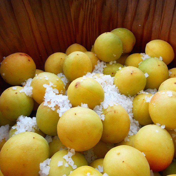 梅 はちみつ 紀州南高梅 和歌山県産