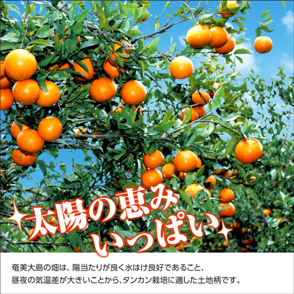 ギフト・お中元