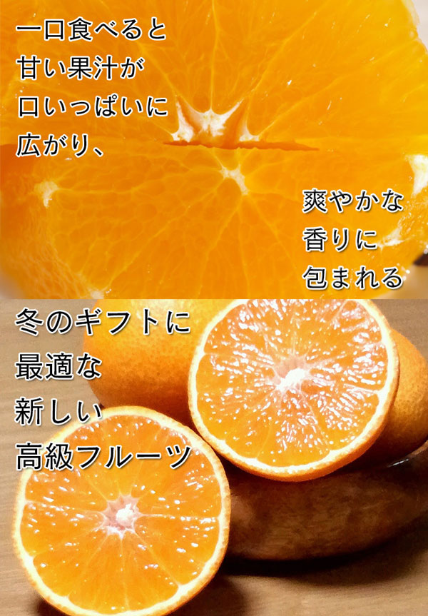 ・ギフト・お中元でもOK