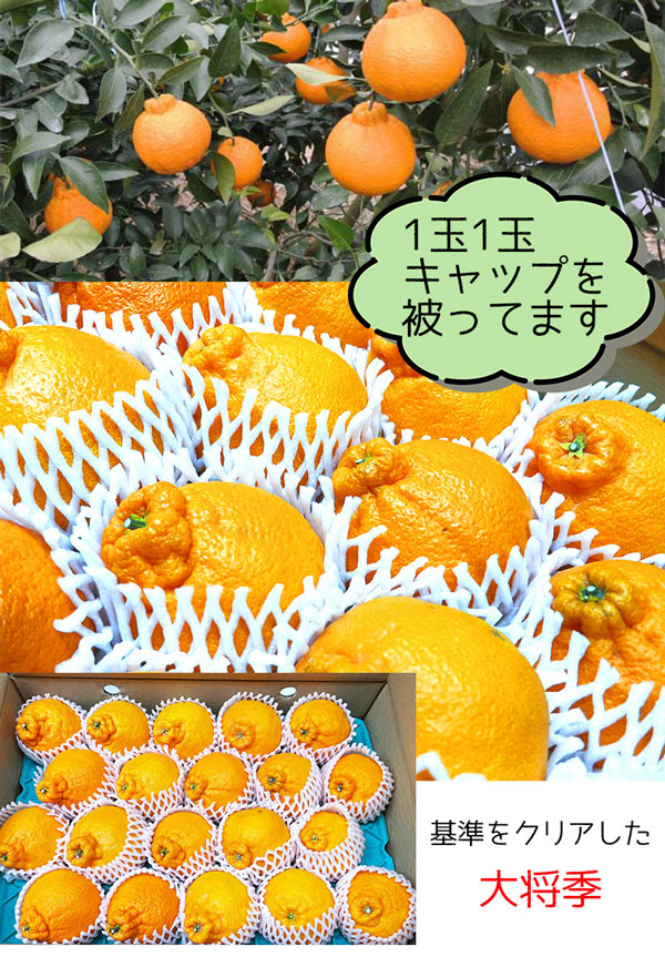 ・ギフト・お中元でもOK