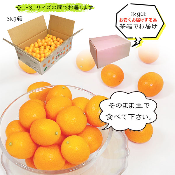 ・ギフト・お中元でもOK