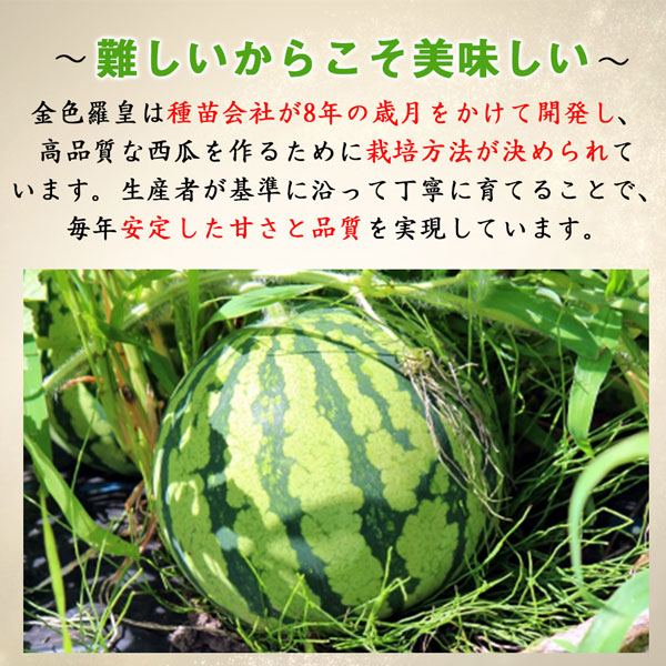 スイカ 熊本県産