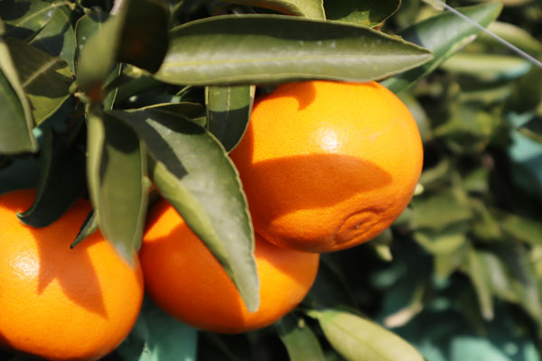 みかん2