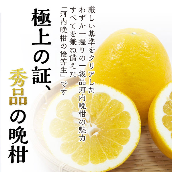 河内晩柑