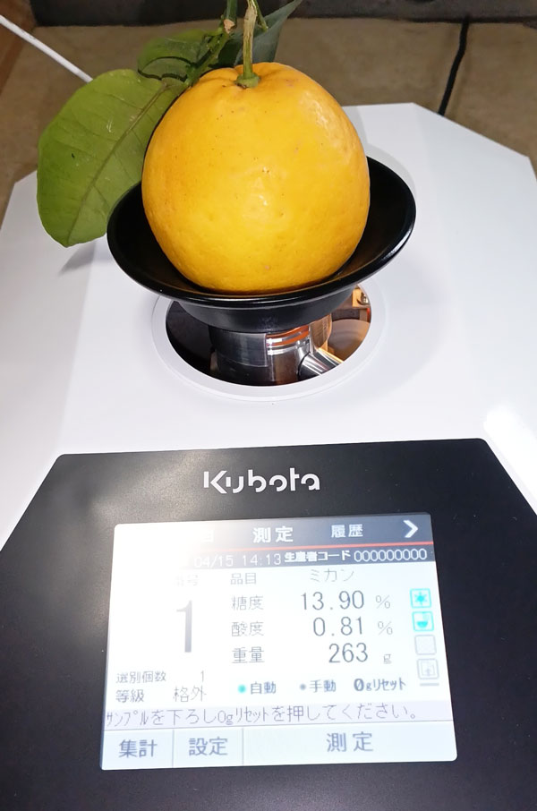 河内晩柑