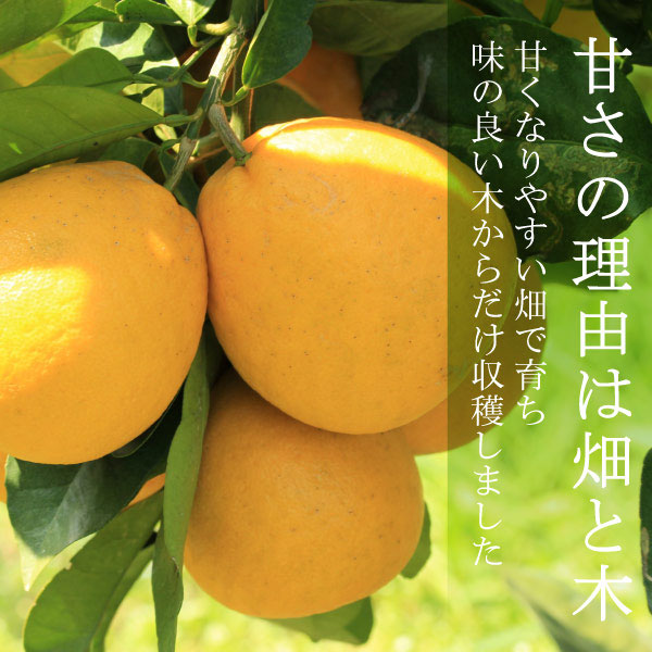 河内晩柑