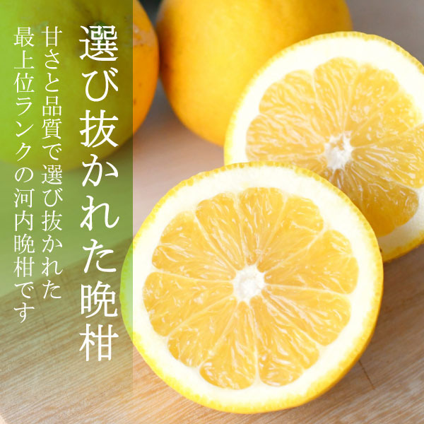 河内晩柑