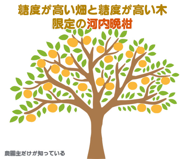 河内晩柑