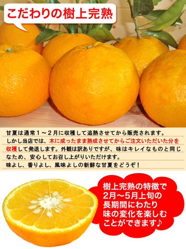 愛媛不知火1
