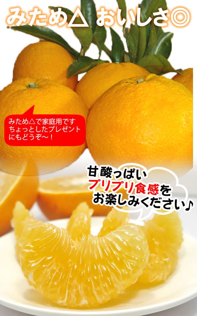 愛媛不知火2