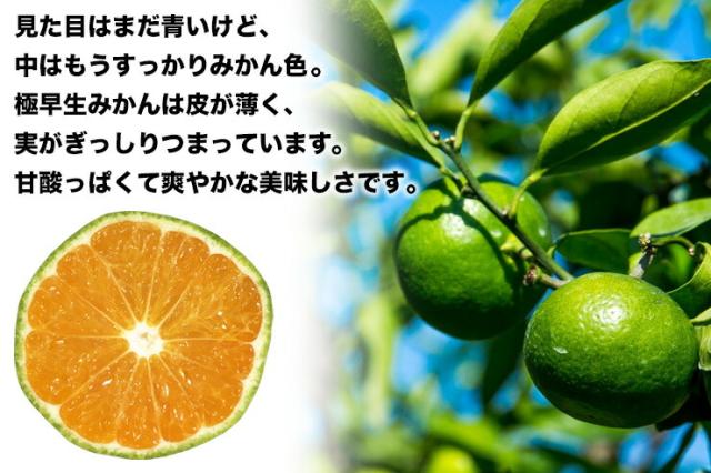 愛媛みかん1