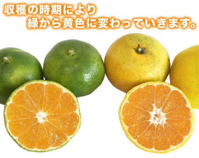 愛媛みかん2