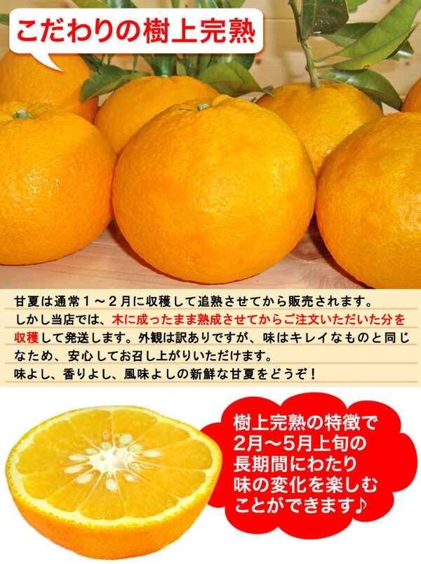 愛媛　訳あり　せとか2