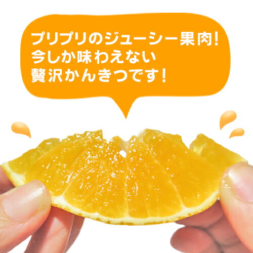 愛媛みかん4