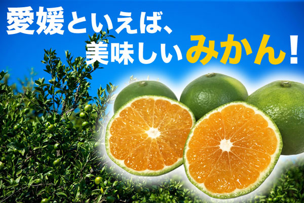 愛媛みかん1