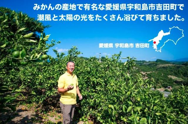 愛媛みかん2