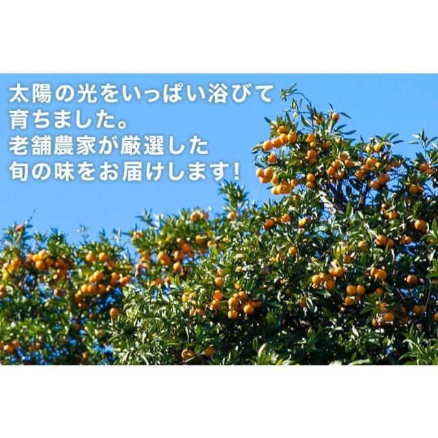 愛媛みかん3.2