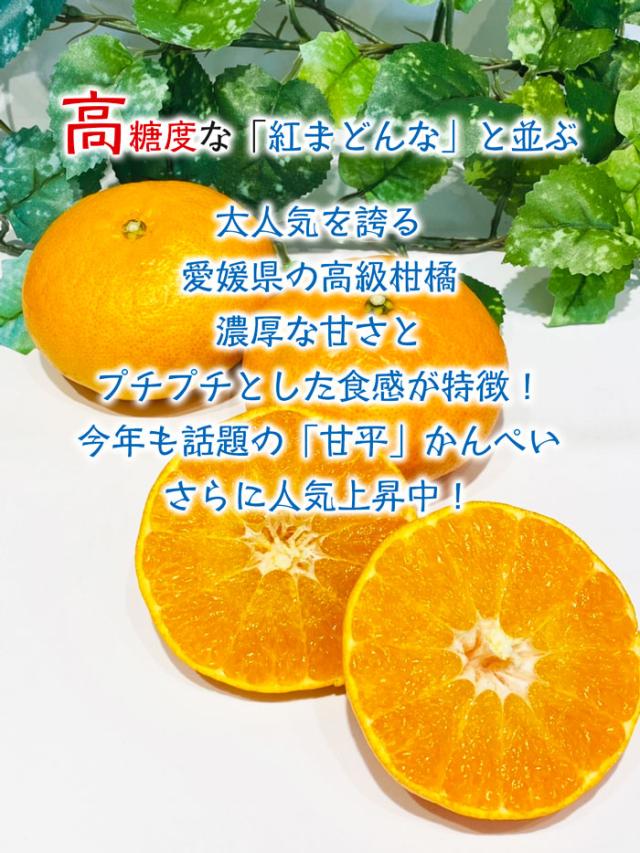 愛媛みかん1