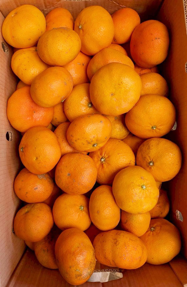 愛媛みかん1
