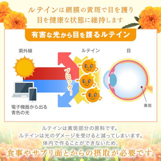 ひとみの恵ルテイン40