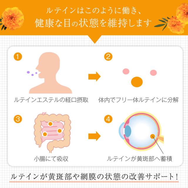 ひとみの恵ルテイン40