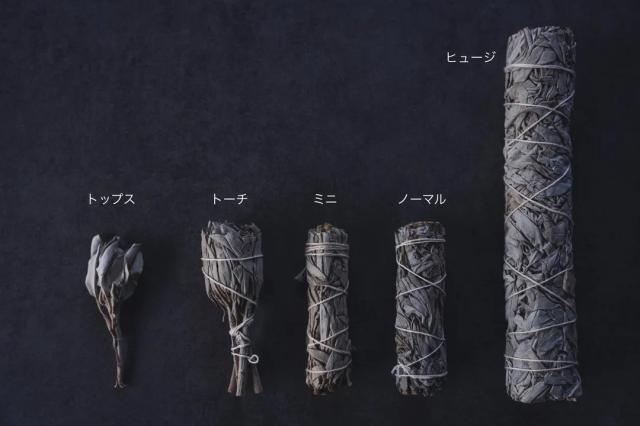 ホワイトセージ トップスと各サイズ比較イメージ