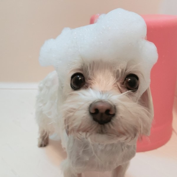 ペット皮膚炎説明