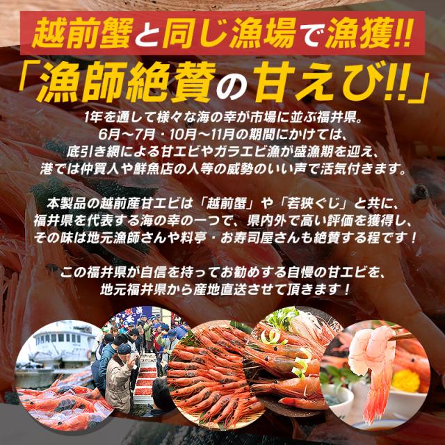 越前産甘エビ