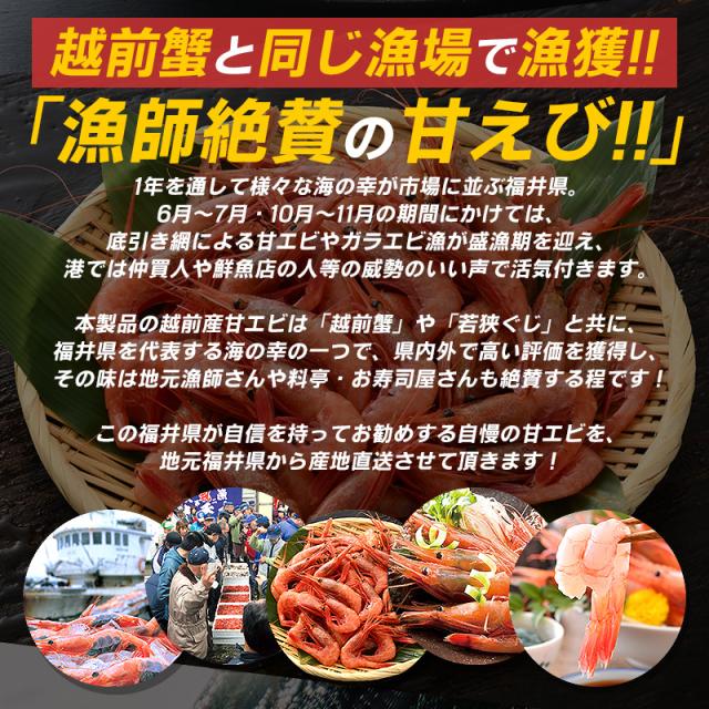 越前産甘エビ