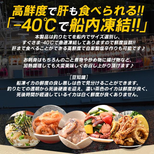 スルメイカ するめいか