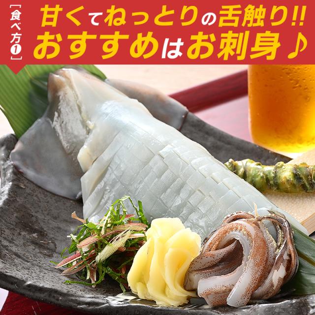 スルメイカ するめいか