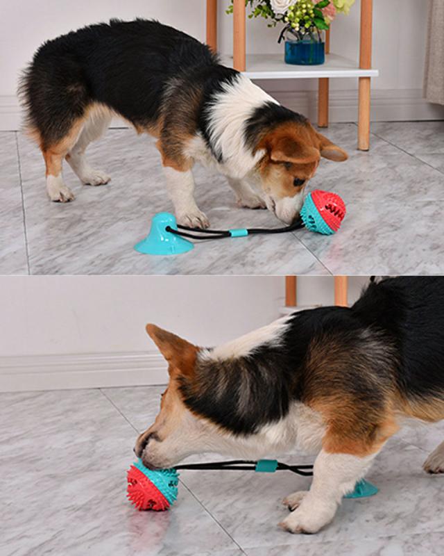 犬 おもちゃ ボール 