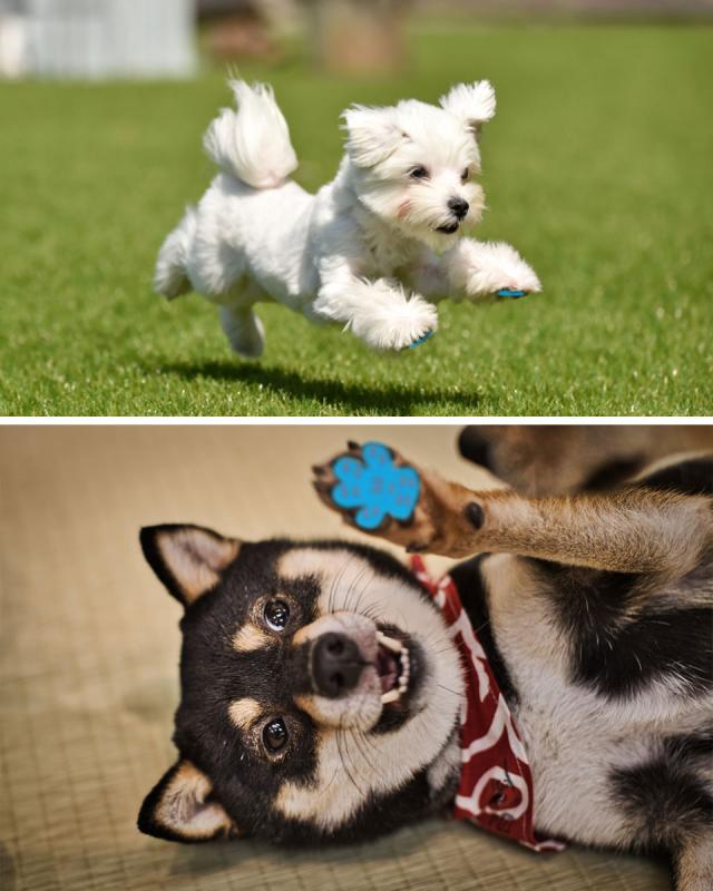 ペット 靴下 足裏 シール パット 犬 フローリング 滑り止め ペット用品