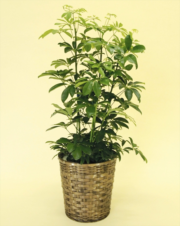 ください 寒さに比較的強い観葉植物です 葉が丸く丈夫なカポックは室内置きにも適しているので ご自宅はもちろん 贈答用としても大変喜ばれますの通販はau マーケット リコメン堂インテリ Pay ロットナン