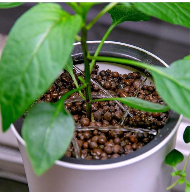 全ての スマート水耕栽培キット ボタニアム 野菜 華 花 植物 飼育 部屋 家 料理 育てる 栽培 花瓶 植木 植木鉢 おしゃれ スマート 送料無料 お洒落 Centrodeladultomayor Com Uy