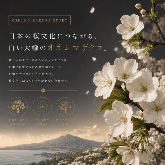 かぐやのさくら2025 オオシマザクラ由来の桜蜜を使用したハニーワイン