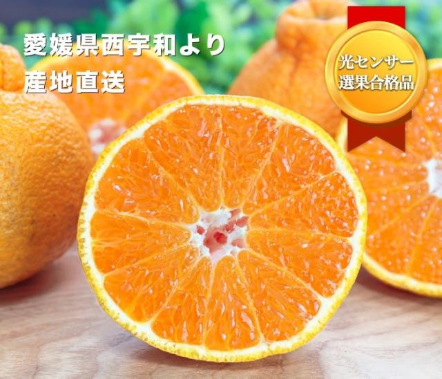 国安さんちのデコくん