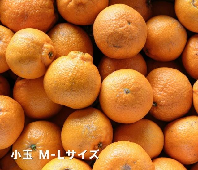 小玉デコくんイメージ