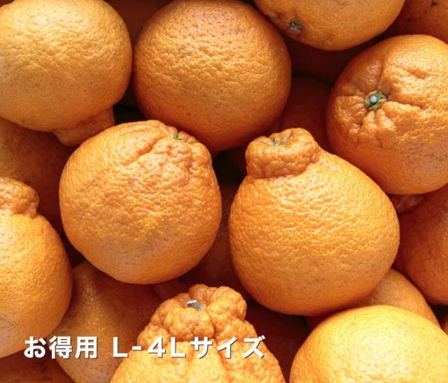 お試しデコくんイメージ