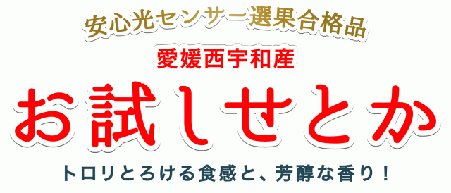 お試し用愛媛せとか