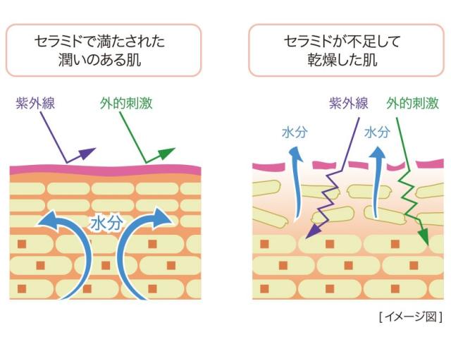 セラミド不足の肌構造図