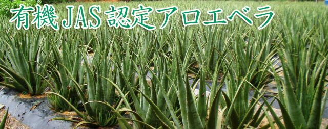 有機栽培アロエベラ畑