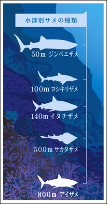 水深別鮫の種類