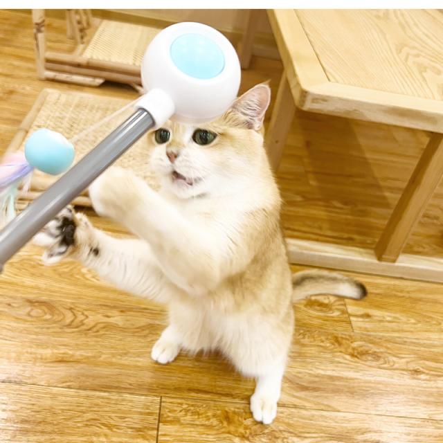 伸縮棒ねこじゃらし